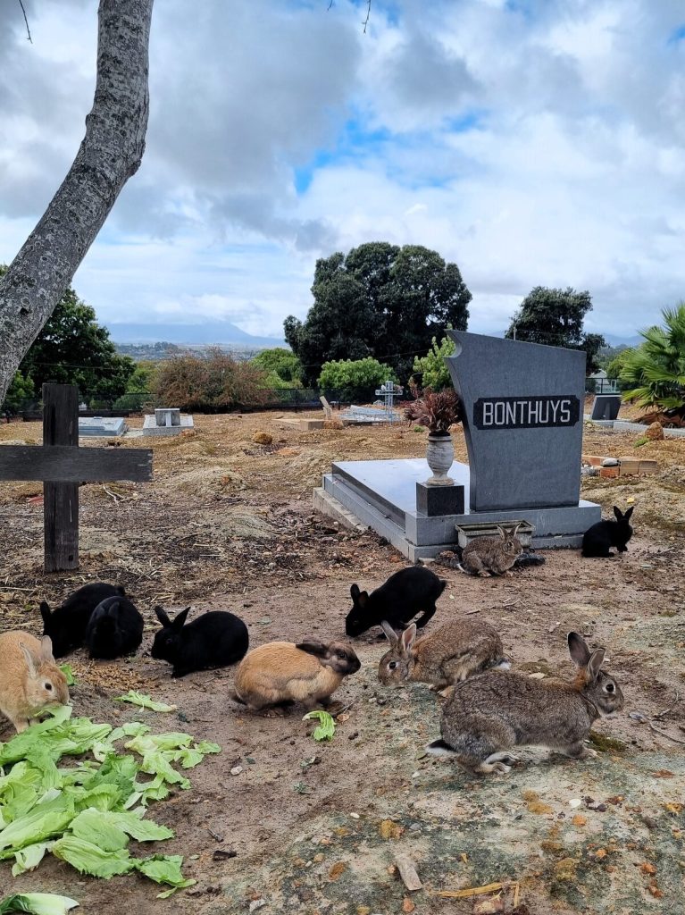 Konyne in die Durbanville-begraafplaas word deur weldoeners op eie onkoste gevoer.