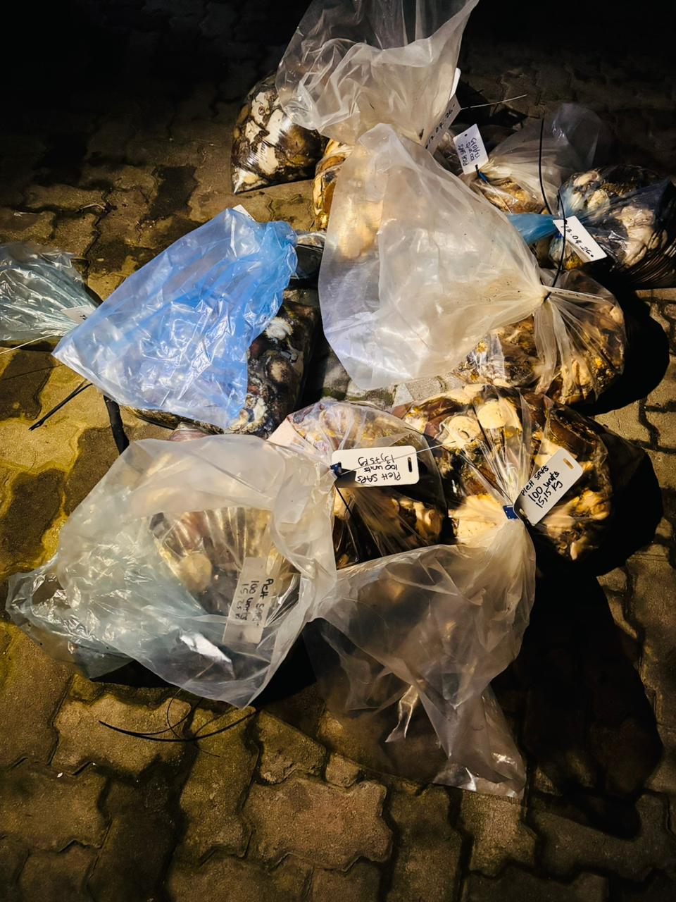 Tsitsikamma rangers bust abalone poaching ring, seize 1,000 units