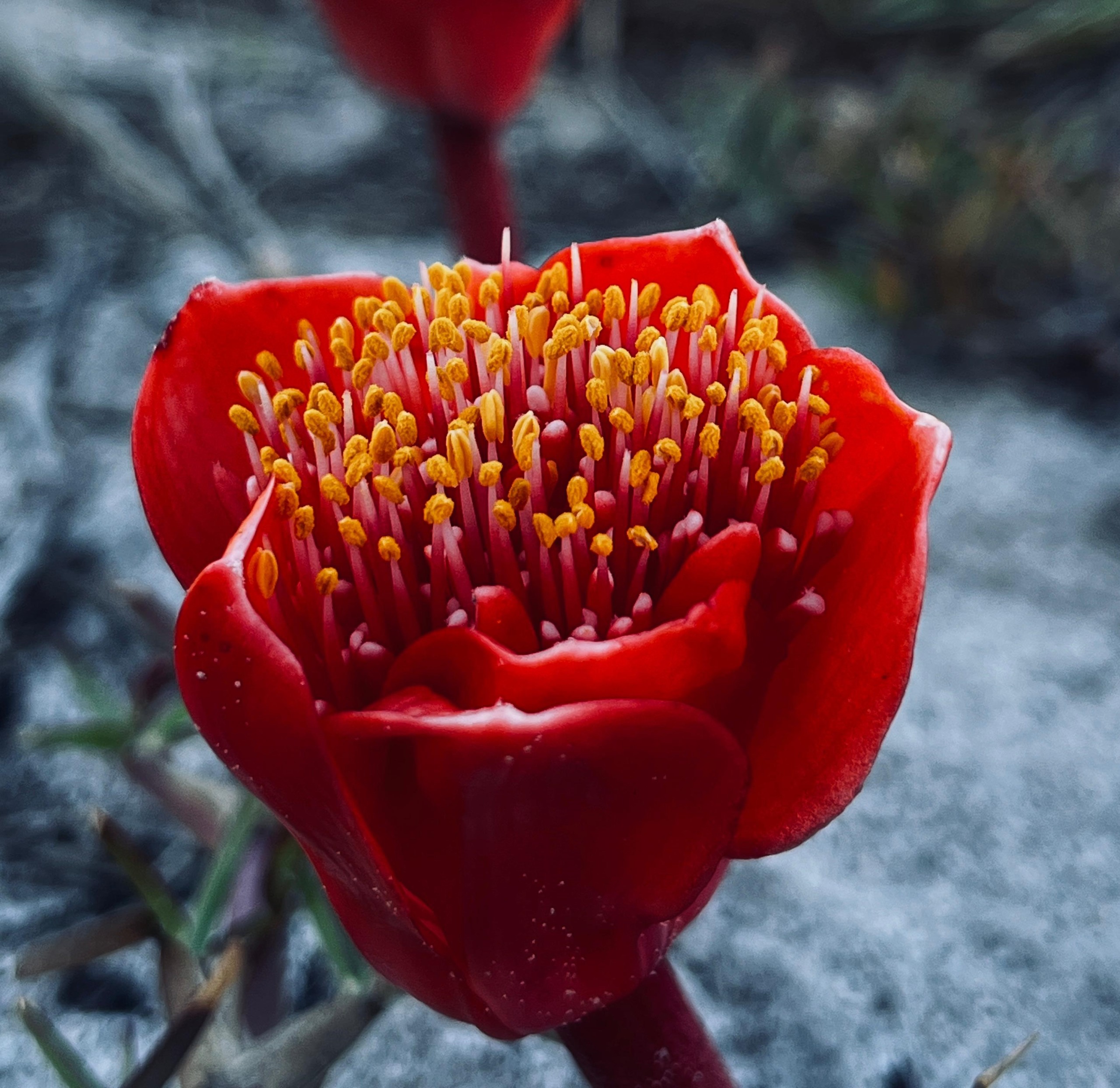 Capture nature in Cape Town this weekend during 2026 City Nature Challenge