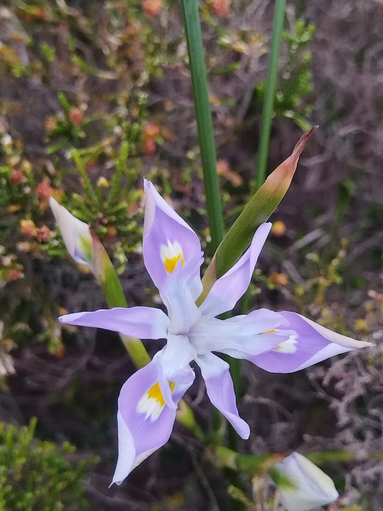 This bulb plant of the Moraea family is toxic.