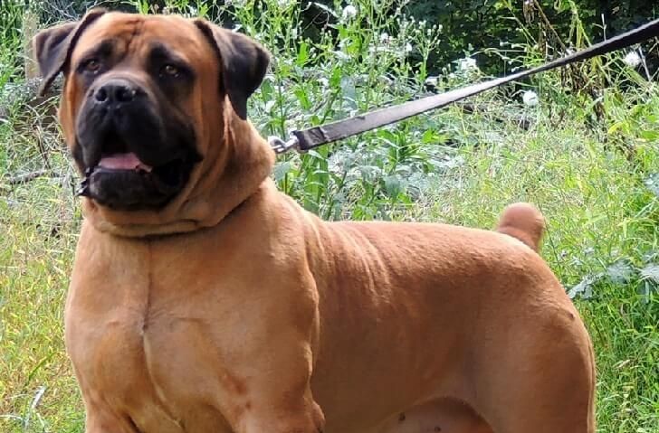 Die debat oor stertamputasie het weer in Suid-Afrika ontstaan, met Boerboel-telers wat hul stryd hof toe neem.