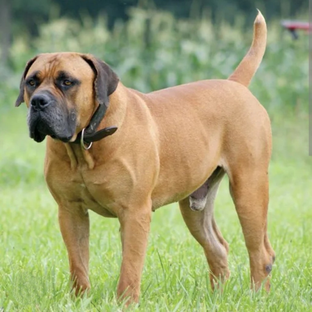 'n Groep Suid-Afrikaanse Boerboel-telers het die Hooggeregshof in Bloemfontein genader om die huidige, streng verbod op stertamputasie te betwis, en pleit vir gereguleerde toestemming eerder as 'n totale verbod.