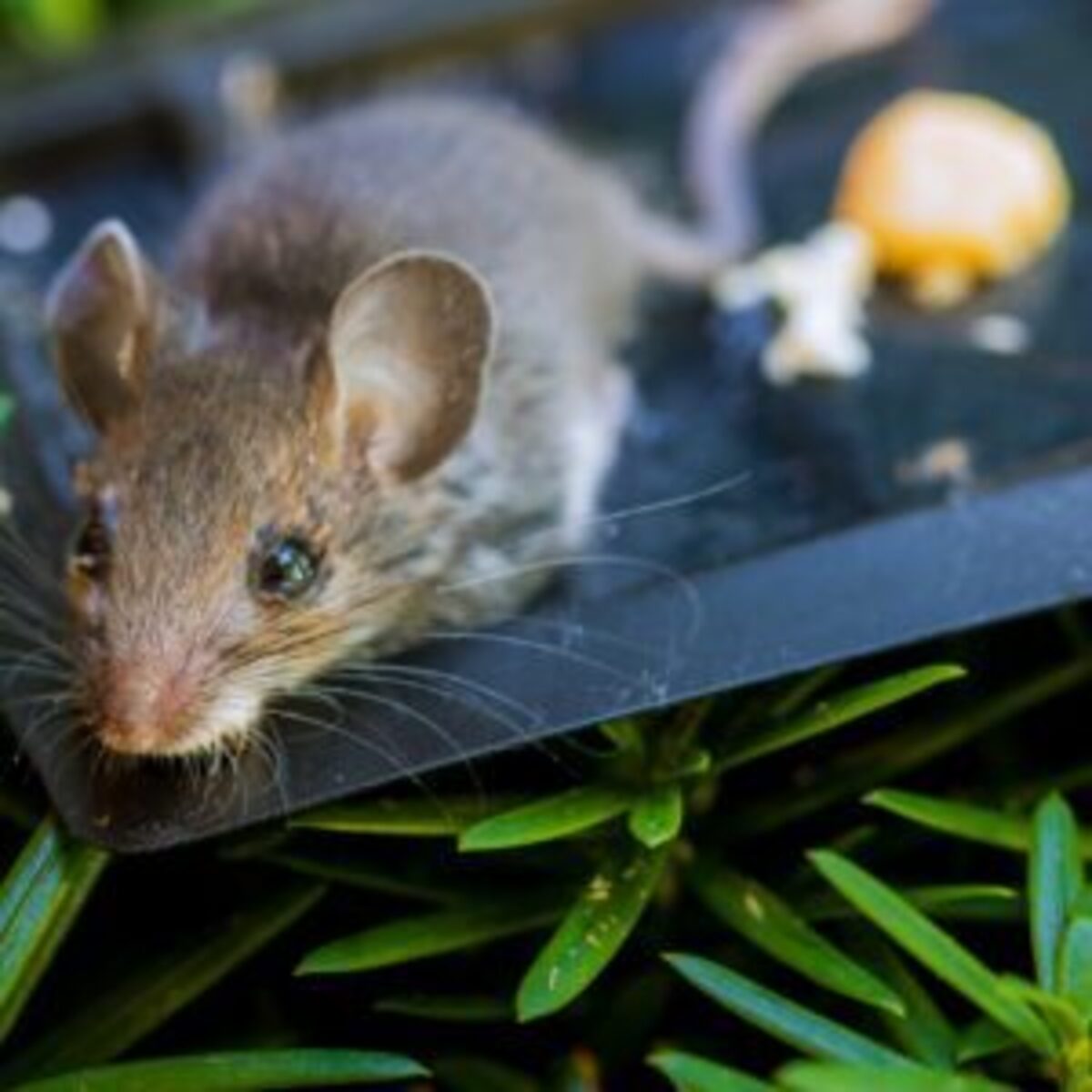 Cape Town SPCA calls for ban on cruel glue traps