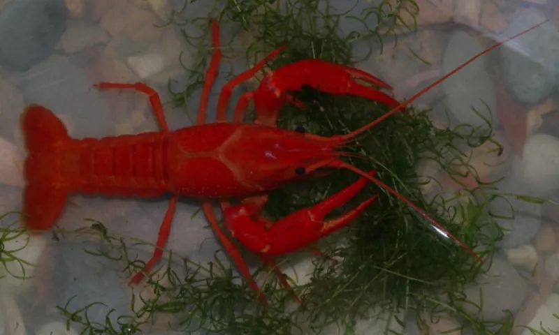 The Red Swamp Crayfish. Photo: CapeNature