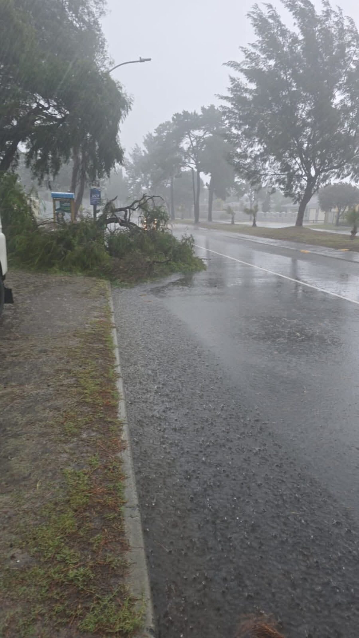 Heavy rainfall and strong winds cause flooding in Edgemead, uproots trees