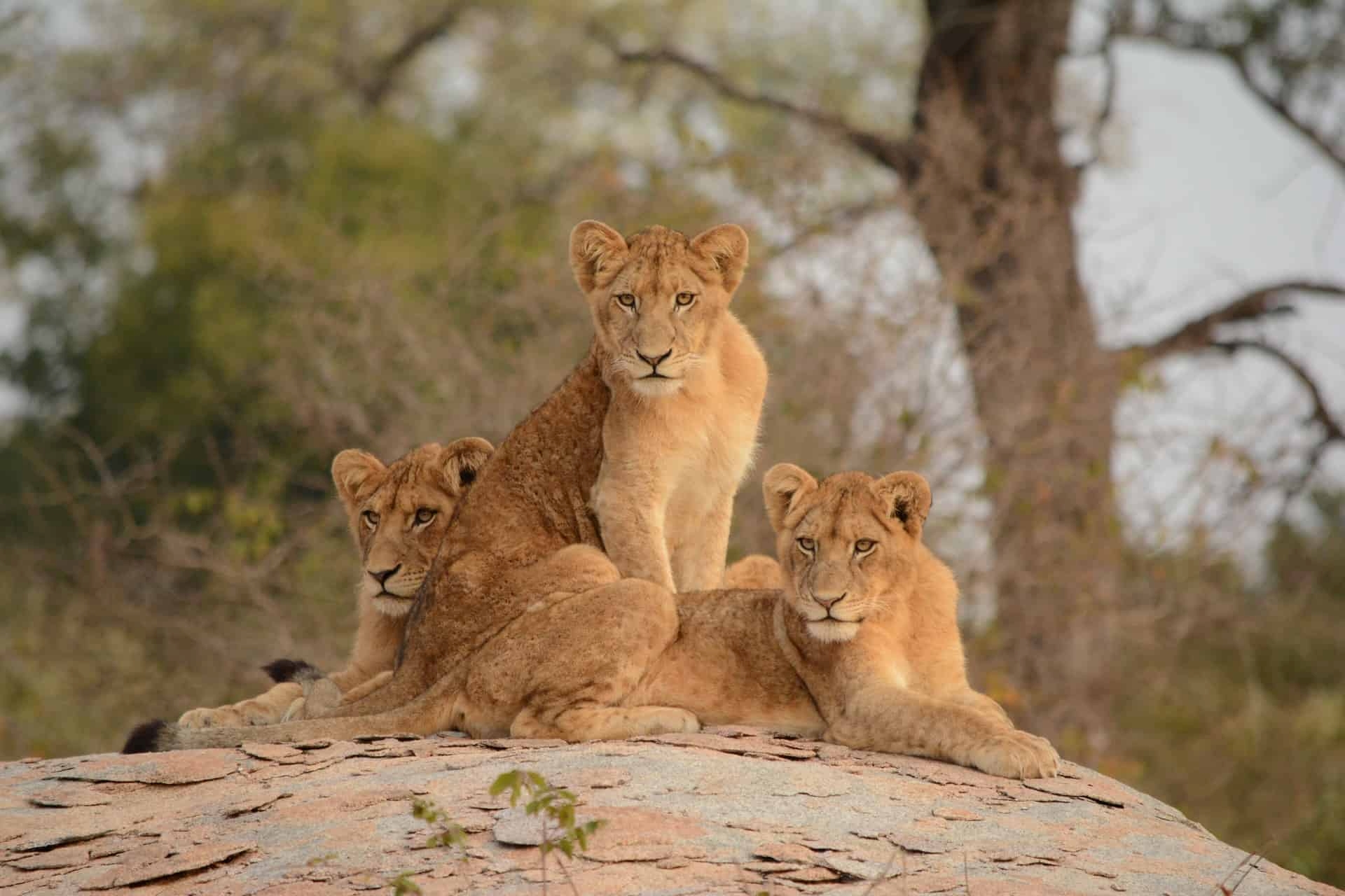 WATCH | Kruger National Park marks 100 years of conservation
