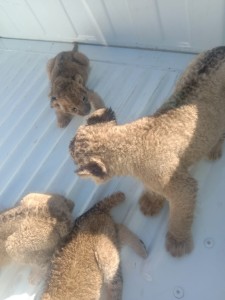 Police clerk among three arrested for attempting to sell lion cubs