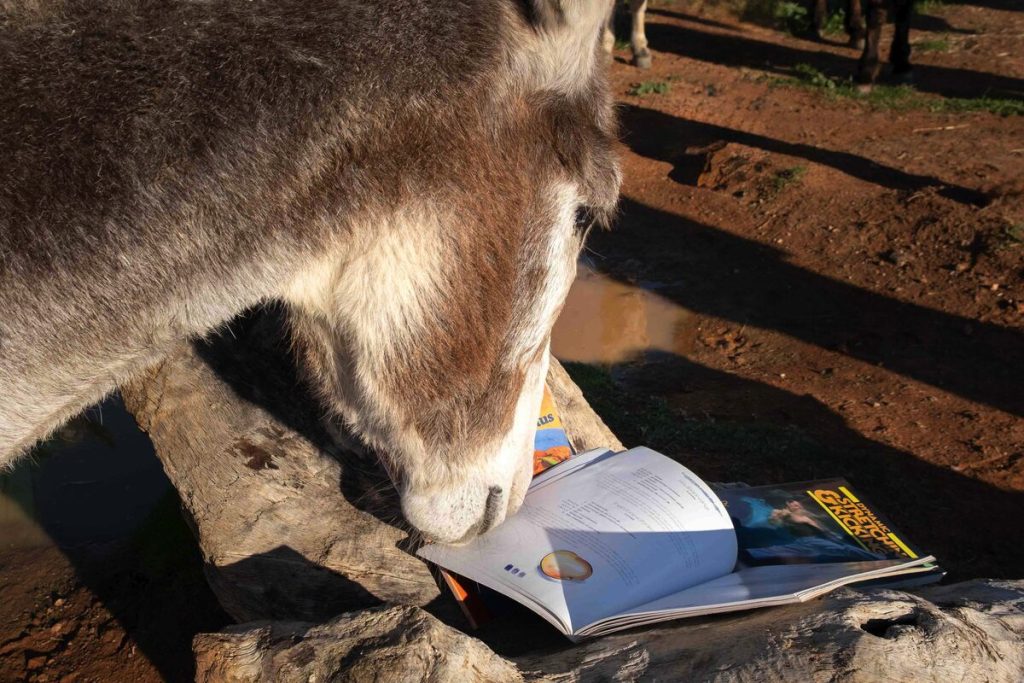 Penny, een van die donkies in Eseltjiesrus se sorg, loer na van die boeke wat te koop gaan wees by die boekefees van 7 tot 9 Mei. FOTO: Jackie Wernberg