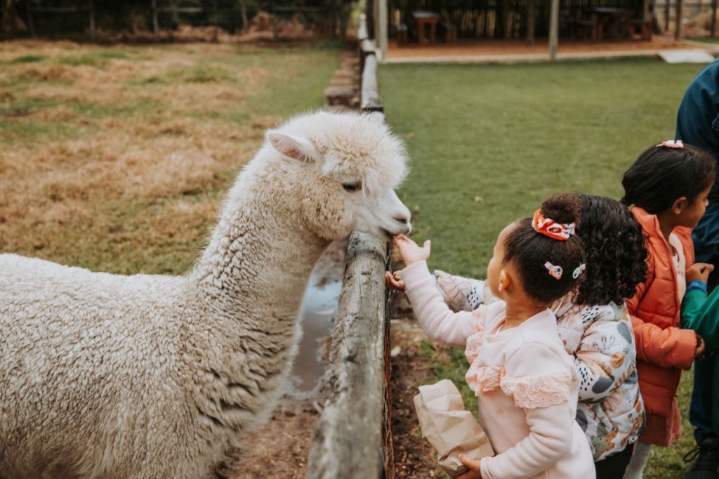 Petting Farm at Vredenheim Stellenbosch
