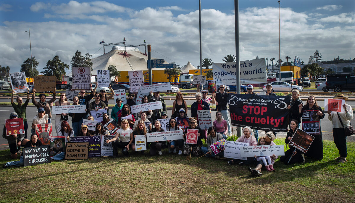 Protesters gathered in Milnerton over the weekend as part of an ongoing campaign against the use of animals in travelling circuses, with activists calling for stricter oversight and an end to animal performances. Photo: Brenton Geach
