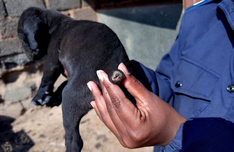Stertamputasie veroorsaak baie pyn vir die hondjies.   FOTO: NSPCA