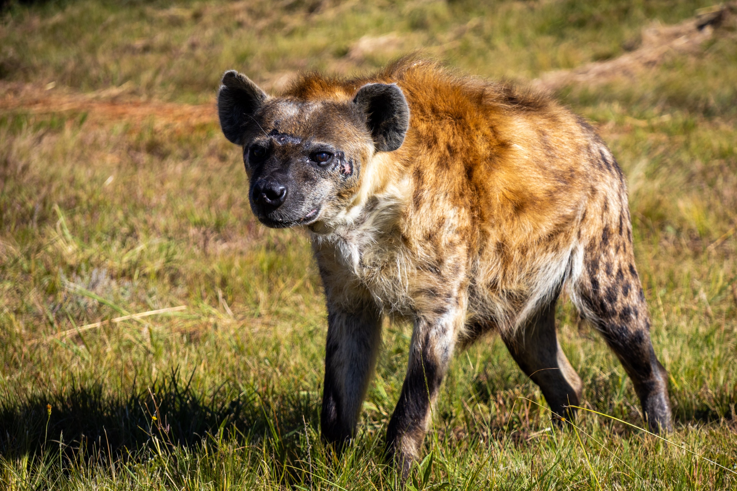 International Hyena Day: Happy ending for Phiri sheds light on his species