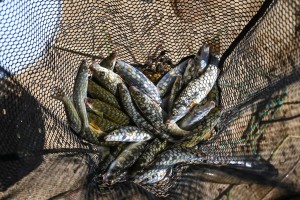 Babylonstoren leads effort to restore Berg River’s Witvis
