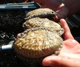 Two arrested for abalone poaching in premier marine reserve