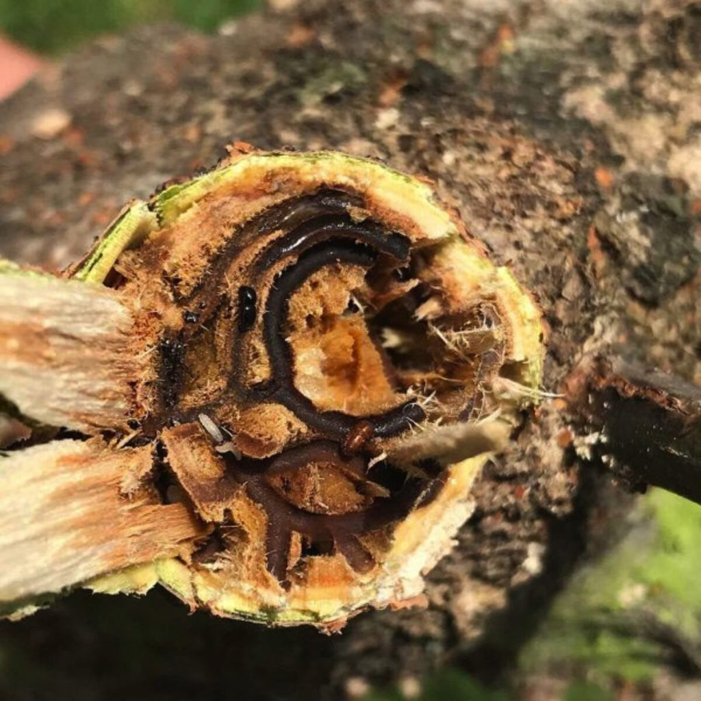 The Polyphagous Shot Hole Borer (PSHB), an invasive beetle, has been killing trees across the country including Gqeberha, Cape Town and Johannesburg.