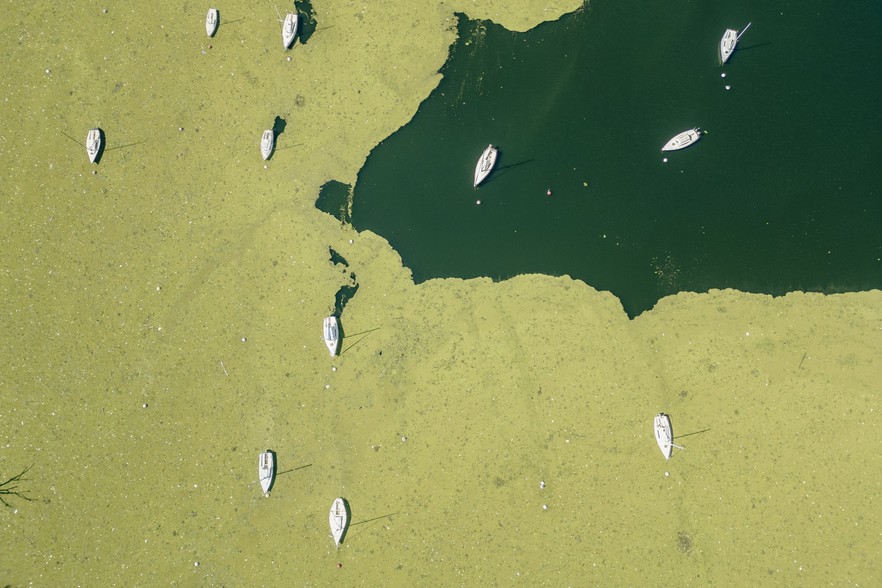 Boats sit on a carpet of invasive green vegetation. Photos: Ihsaan Haffejee