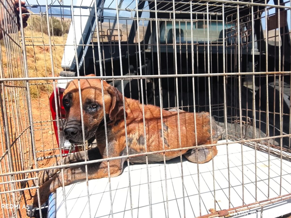 Daar was toe baie ‘Hope’ vir die verlore hond van Caledon