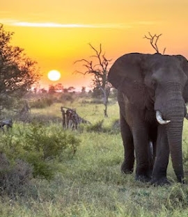 Search underway for missing helicopter in Kruger National Park