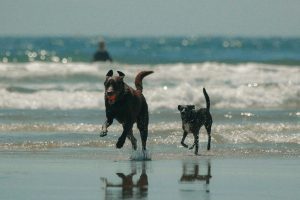 Milestone gala and auction for animal shelter at Two Oceans Aquarium 