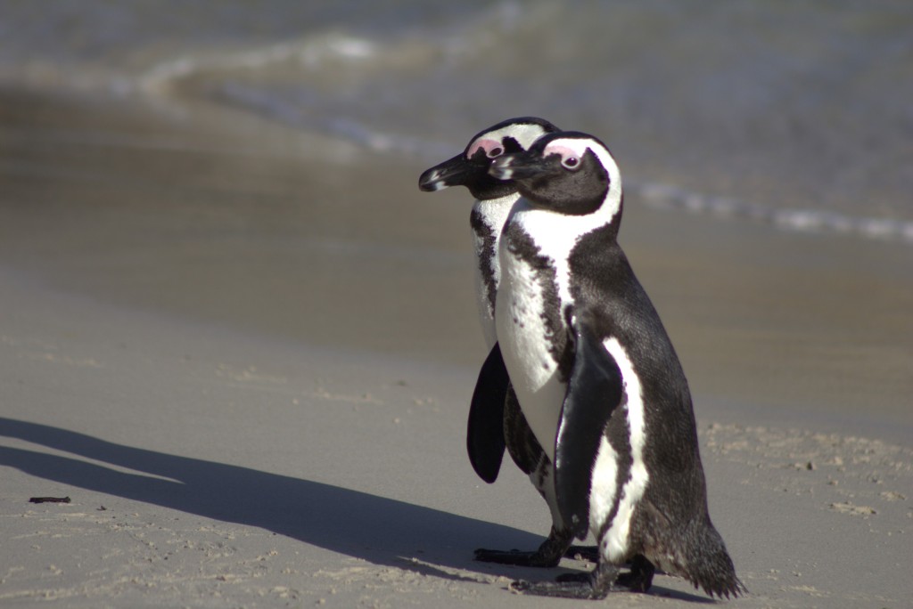 penquins in cape town
