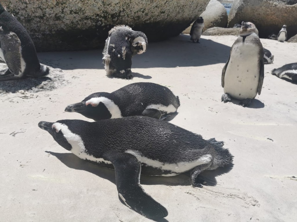 penquins in Cape Town