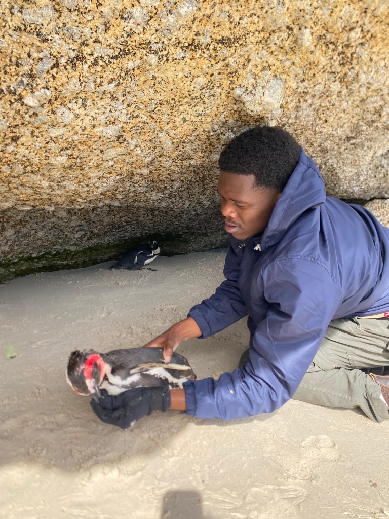 penquins in cape town