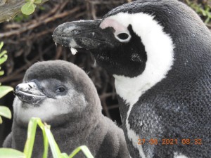 World Penquin Day: Beloved African Penguins face race against time
