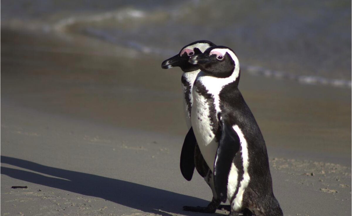 Fewer than 10 000 breeding pairs of African penguin remain.
