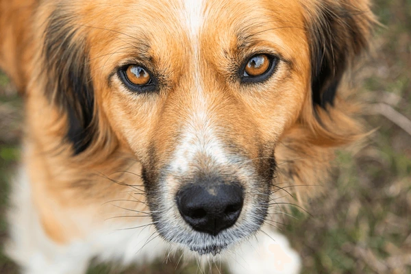 Criminals are luring Cape Town motorists by hanging dogs on fences in order to rob them.