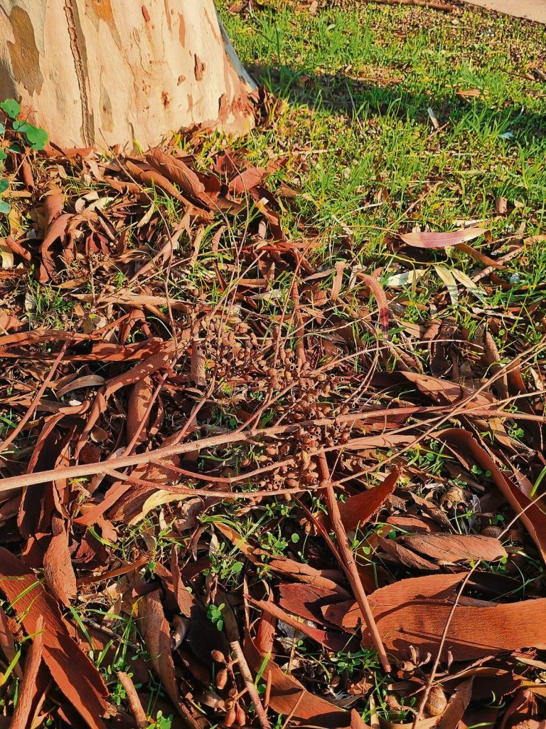 Bluegum trees cause a mess of leaves, branches and berries.