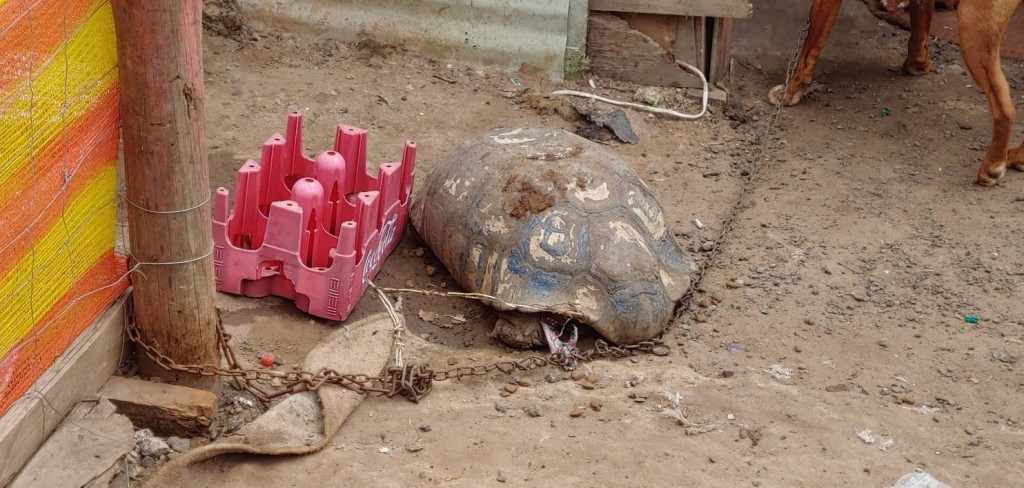 All tortoises are protected species in South Africa.