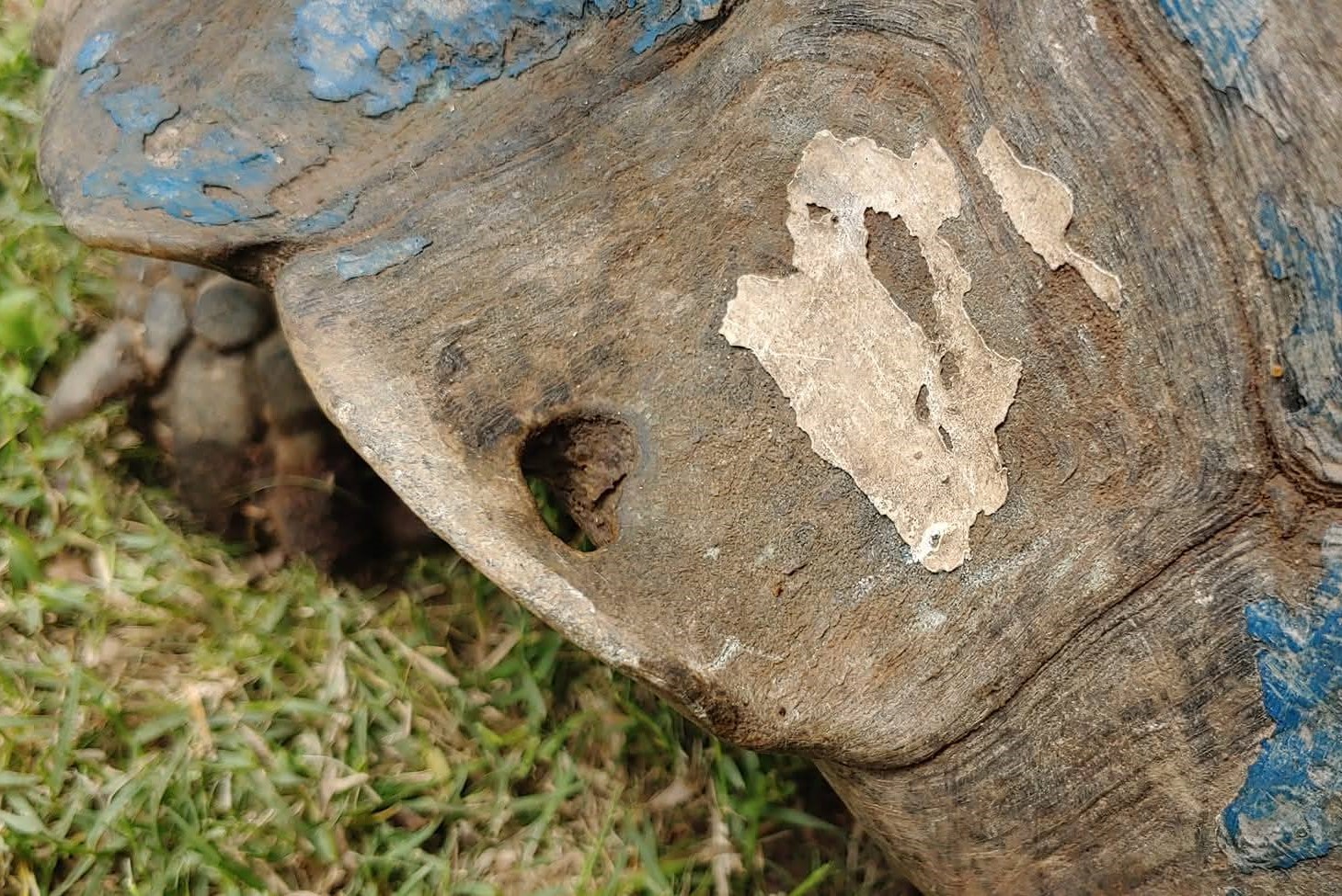 All tortoises are protected species in South Africa.