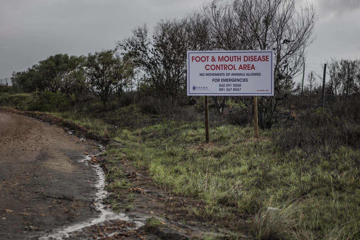 A warning sign informing travellers of the presence of the foot-and-mouth disease in the area is seen on the side of a road linking several dairy farms in Humansdorp. Photo: AFP