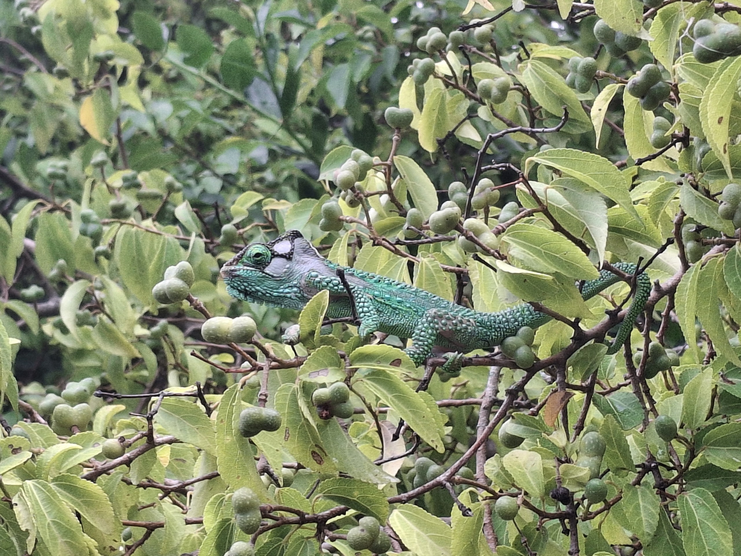 A chameleon in its natural habitat in the Garden Route. The species plays an important role in local ecosystems and should not be unnecessarily relocated following recent floods.