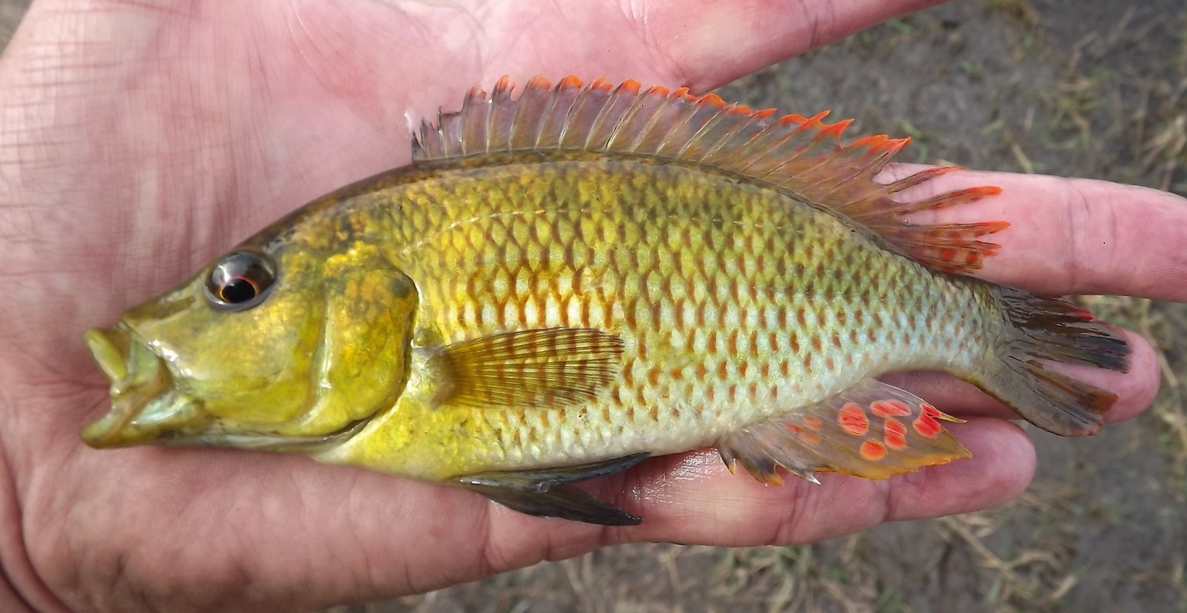 Efforts supporting the conservation of the orange fringed river bream in South Africa has been bolstered.