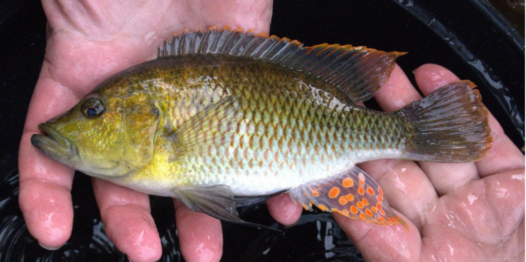The Orange-fringed river bream grows to approximately 15 cm in length