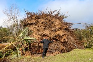Fallen giants: Recovery under way after storms topple century-old trees in George