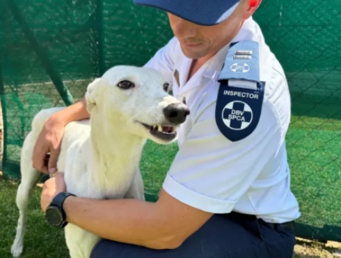 Illegal hunting with dogs
