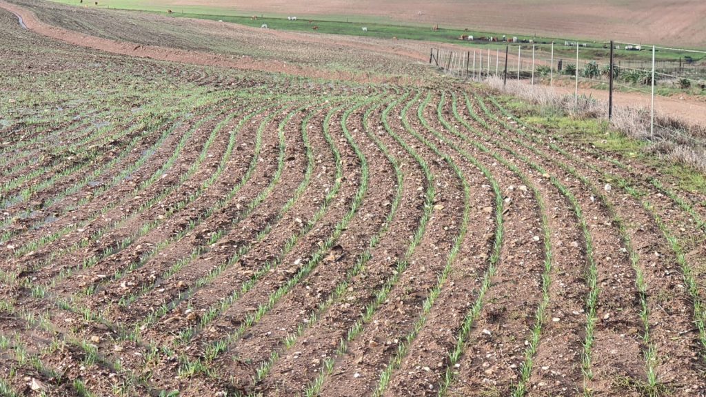 Die swaar reën en wind van die afgelope paar dae hou groot uitdagings vir boere in die Weskus-streek in.