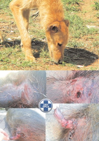 Any person who baits or provokes any animal will be subject to the provisions of Animal's Protection Act