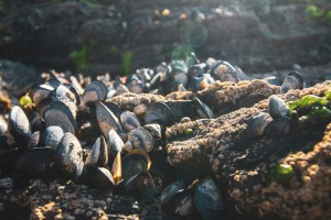 Saldanha Bay shellfish unsafe for consumption due to toxin levels
