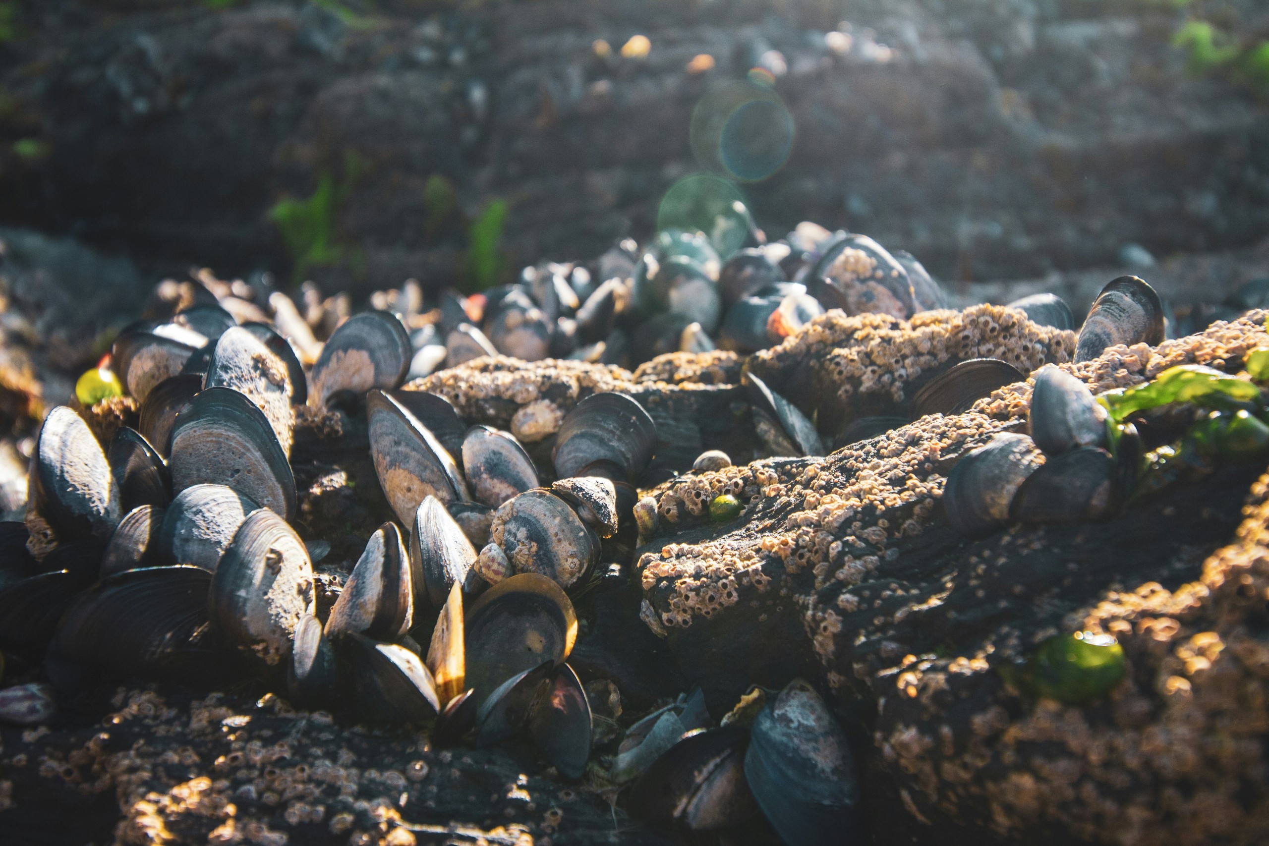 Saldanha Bay shellfish unsafe for consumption due to toxin levels