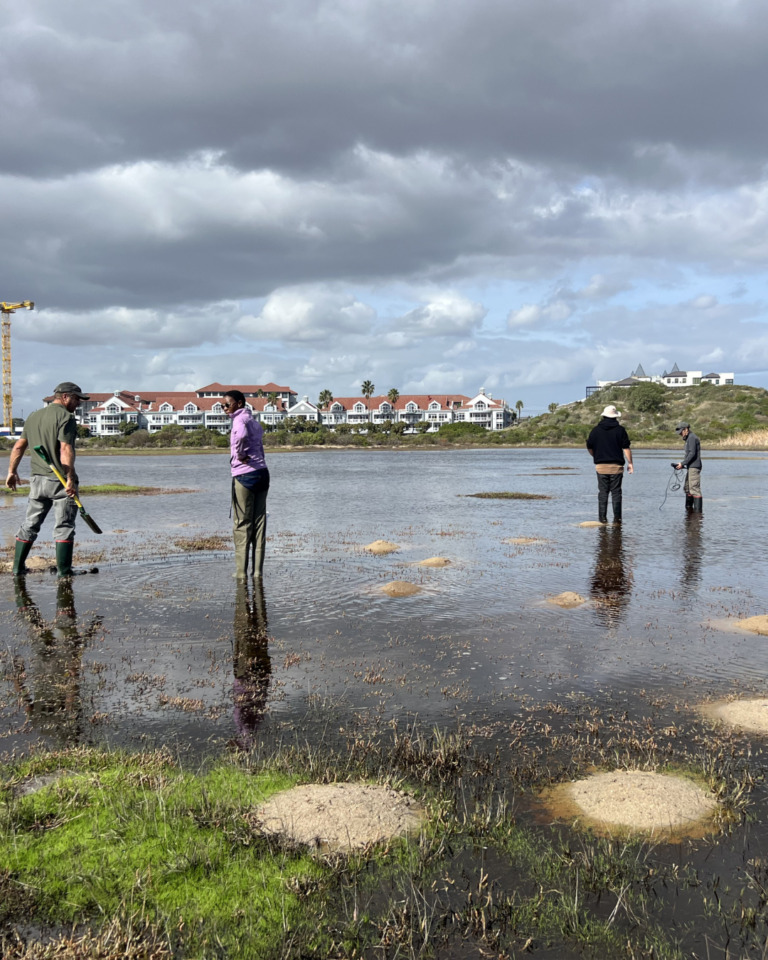 Conservation teams carefully collect Floating Buttons plants.