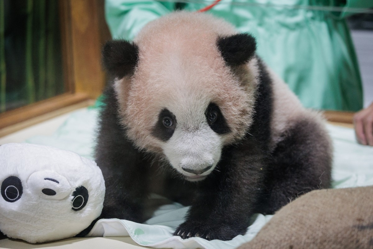 Indonesia's first giant panda, Satrio Wiratama. PHOTO: AFP/Aditya Aji