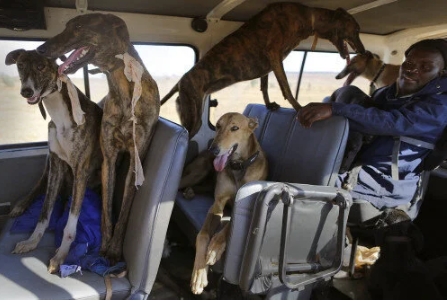 Illegal hunting with dogs, the 'taxi phenomenon.'
