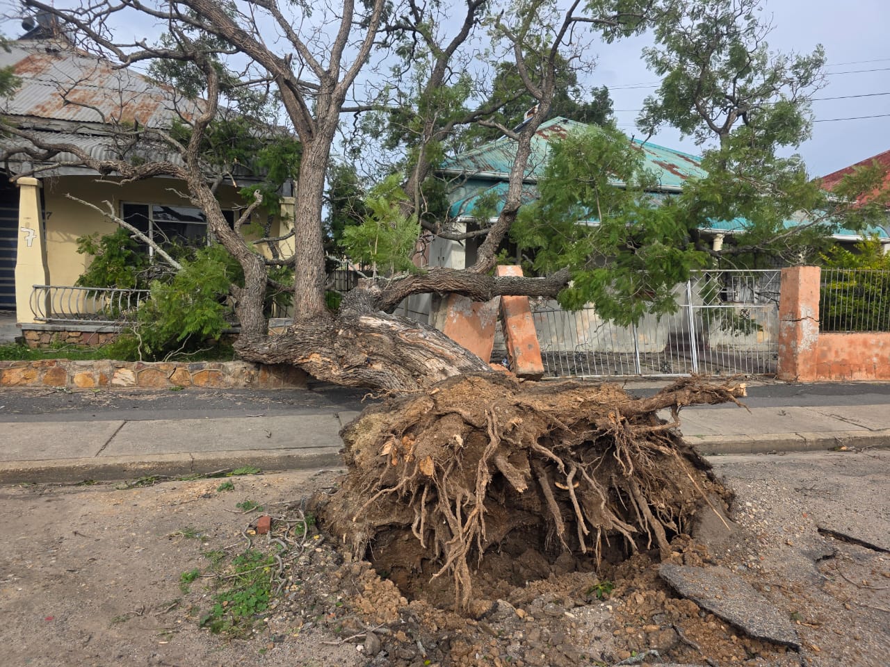 Strong winds knock trees down in Kariega.