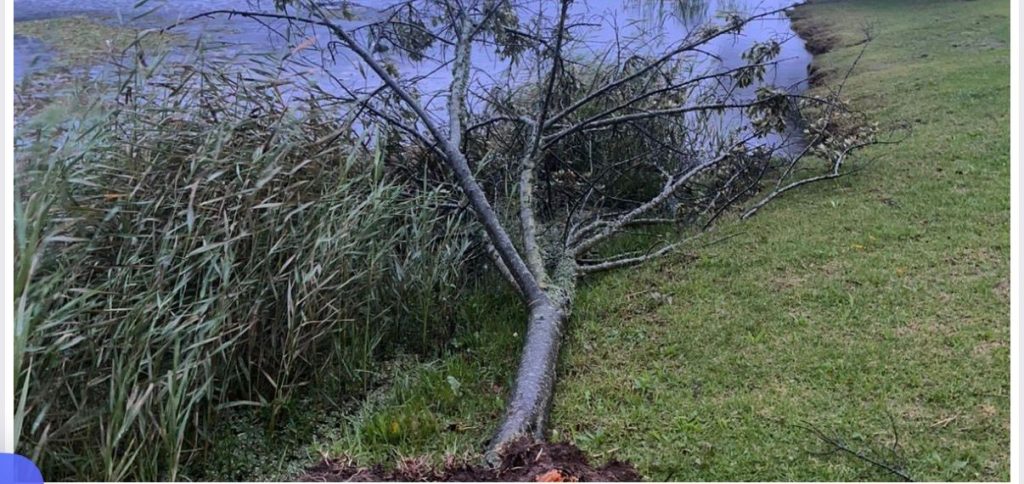 Several trees down in Majik Forest, Bellville.