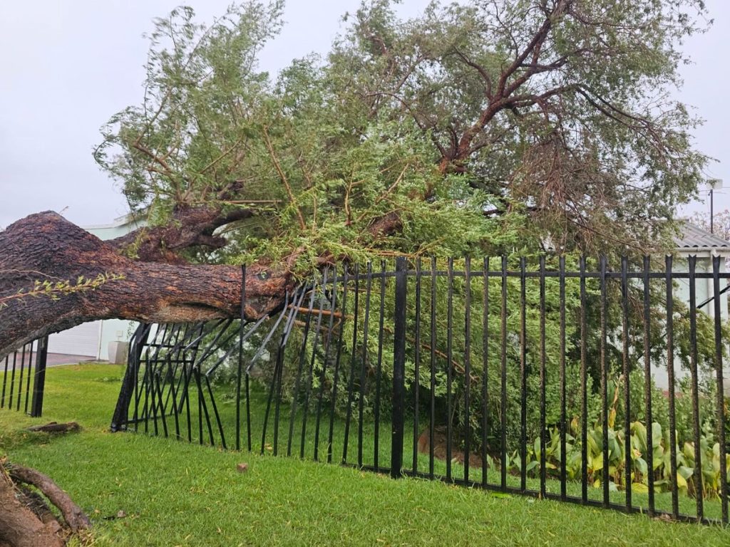 Tree in Worcester