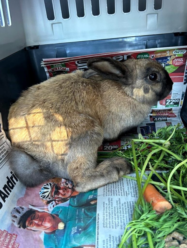Candy Cane had her pelvis broken and was also euthanised.