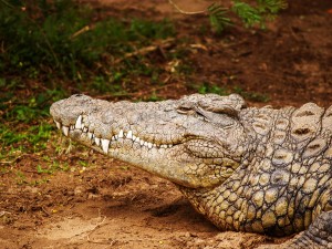 Two live Nile crocodiles found on residential property in Springs